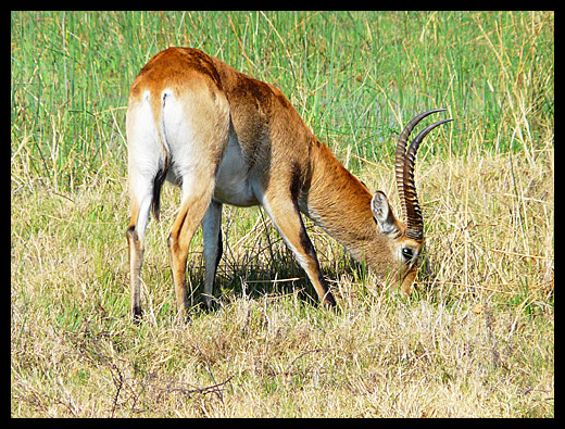 cobe de lechwe